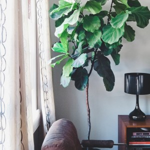 The Sill